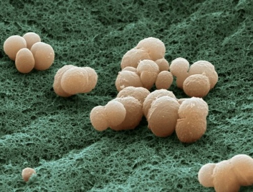 Чем управляют в организме кишечные бактерии?