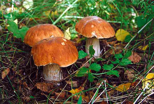 Как не отравиться грибами: советы специалистов