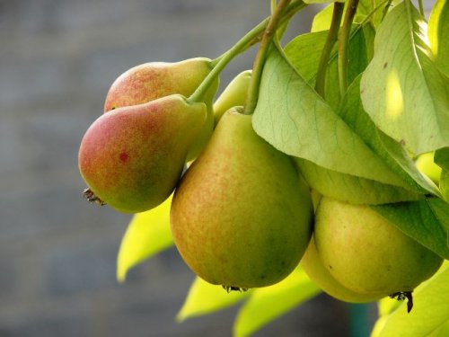 Калорийность груши – ниже, чем у многих других фруктов