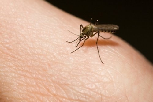 Чем опасны для здоровья укусы насекомых