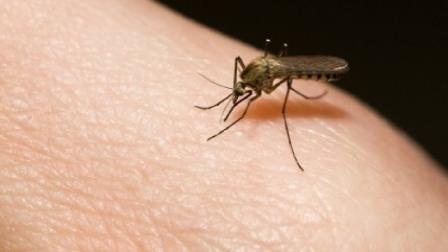 Как лечить укус комара