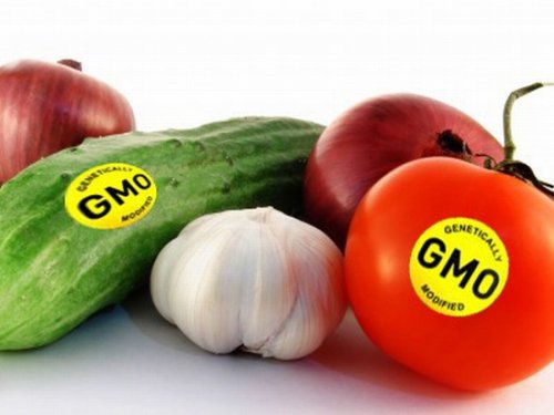Продукты ГМО: факты и мифы