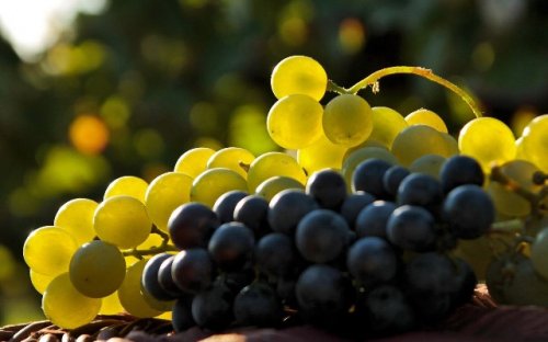 Виноград полезен при различных заболеваниях