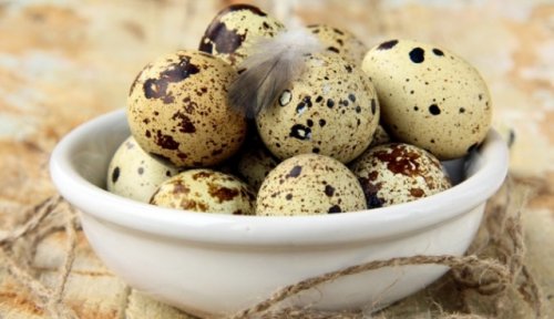 Польза перепелиных яиц – очевидные достоинства