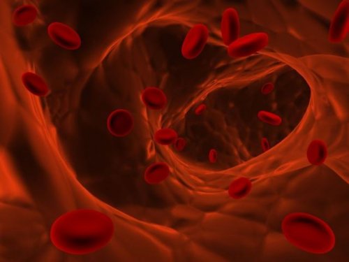Какие функции выполняет кровь: особенности крови человека