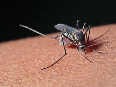 Какие симптомы возникают при аллергии на укусы насекомых