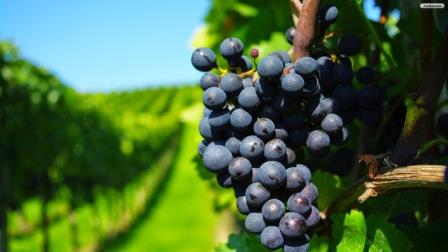 Ампелотерапия: полезные свойства винограда