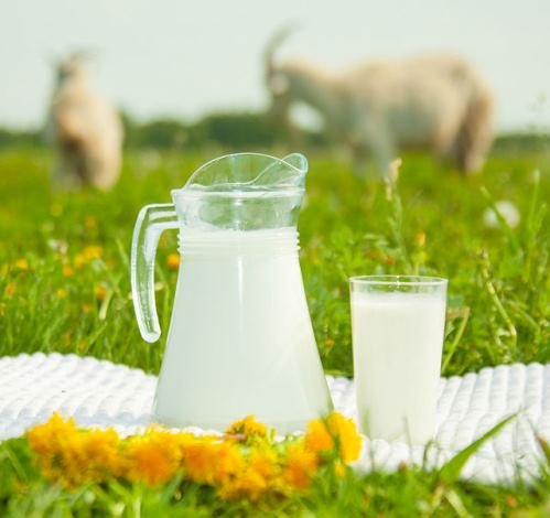 Употребление козьего молока улучшает здоровье