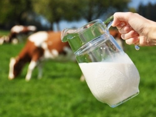 Парное молоко: польза или вред