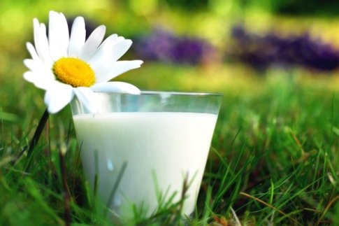 Козье молоко: калорийность, полезные свойства, пищевая ценность