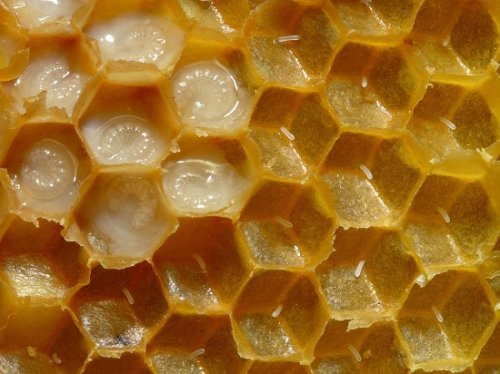 Характеристики пчелиного молочка, польза для здоровья взрослых и детей