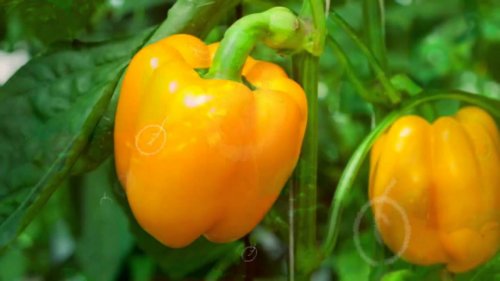 Удивительный овощ болгарский перец: полезные свойства и ценные качества