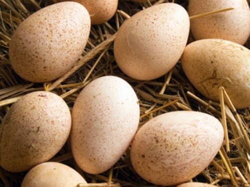 Все о свойствах, пользе и вреде утиных яиц, особенностях их приготовления