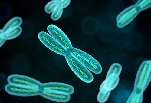 Хромосомные аномалии плода – варианты и причины возникновения